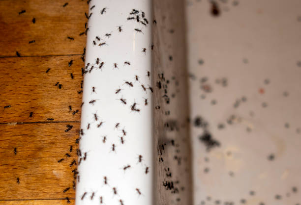 Best Wasp Removal Services  in Salem, MO