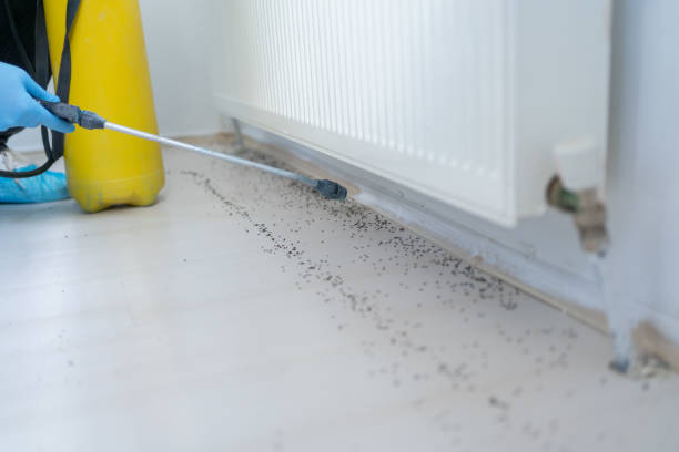 Best Local Pest Control Services  in Salem, MO